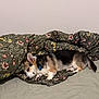 Asco a rejoint le concours — aidez-le/la à gagner de superbes lots ! animal, bed, blanket, collar, corgi, cozy, cute, dog, domestic_animal, ears, floral_pattern, fur, indoor, paw, pet, relaxing, resting, sleep, sleeping, snout