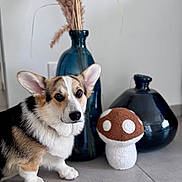 Asco participe au concours pour gagner de l'argent avec cette photo : animal, black, blue, brown, ceramic, corgi, cute, decor, dog, floor, indoor, mushroom_toy, pampas_grass, pet, plush_toy, portrait, sitting, tile, vase, white