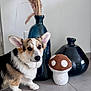 animal, black, blue, brown, ceramic, corgi, cute, decor, dog, floor, indoor, mushroom_toy, pampas_grass, pet, plush_toy, portrait, sitting, tile, vase, white