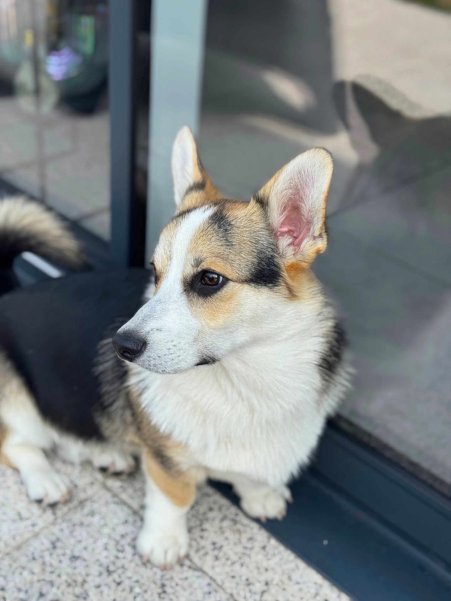 Asco participe au concours pour gagner de l'argent avec cette photo : animal, attention, canine, companion, corgi, cute, dog, domestic, ears, floor, fur, glass_door, nose, outdoor, paws, pet, portrait, reflection, side_view, whiskers
