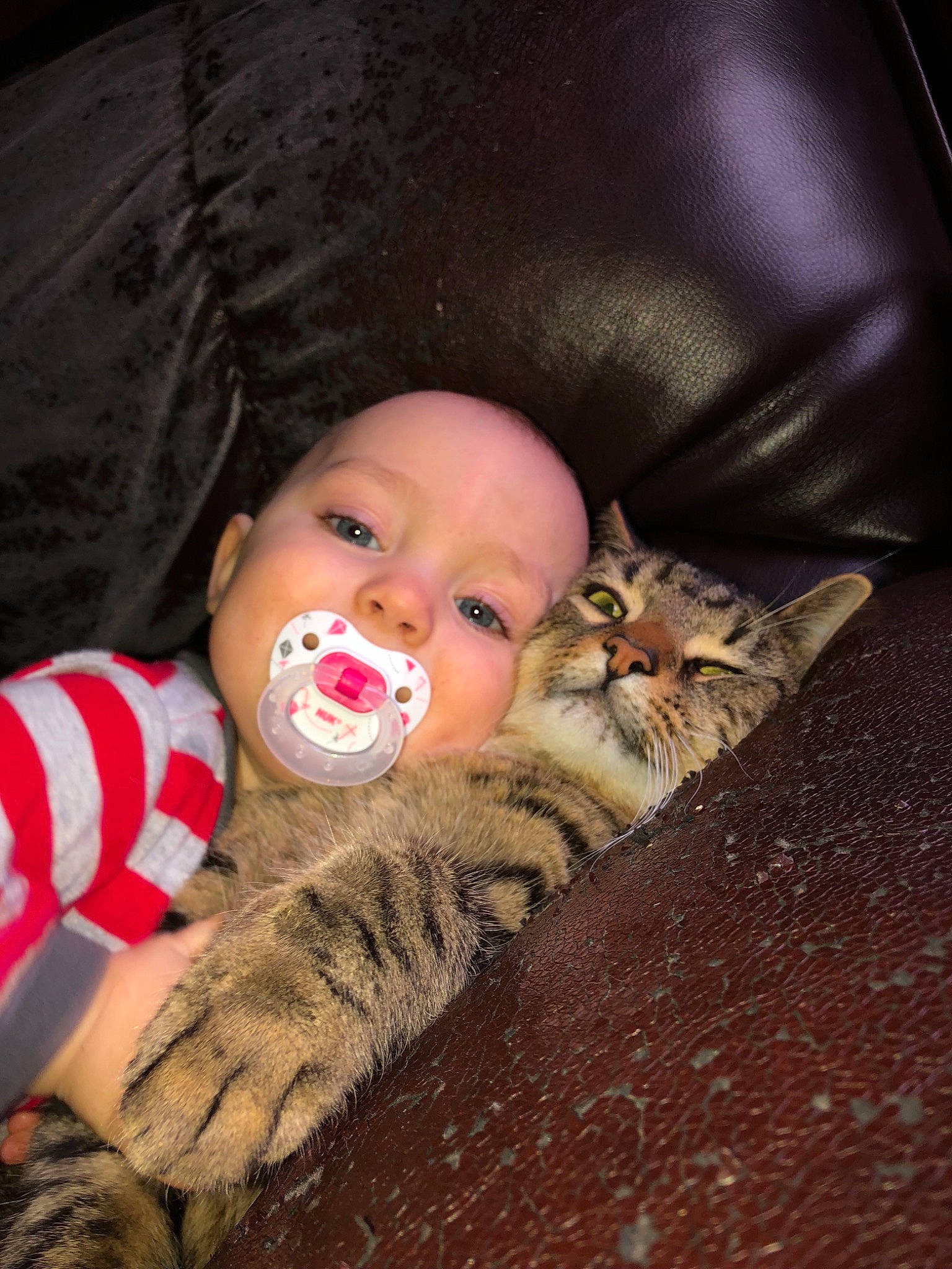 Noah James is registered to the contest to win money with this photo: cat, cat_like_mammal, cheek, child, emotion, eye, face, facial_expression, head, infant, kitten, mammal, mouth, nose, organ, person, skin, small_to_medium_sized_cats, toddler, vertebrate