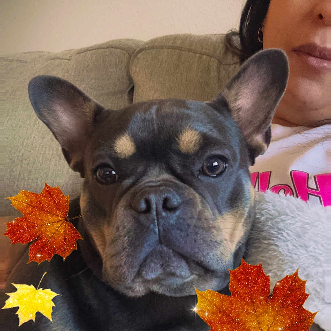 Bella joined the competition — help win amazing prizes! autumn, blanket, close_up, companion, couch, cozy, decorative_leaves, dog, ear, face, fall_leaves, french_bulldog, fur, home, indoor, nose, person, pet, portrait, relaxed