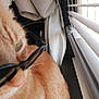 Garfield is registered to the contest to win money with this photo: accessory, animal, blinds, cat, close_up, cozy, curtain, cute, domestic_cat, eye, feline, fur, indoor, orange_tabby, pet, shade, sunglasses, sunlight, whiskers, window