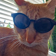 Garfield is registered to the contest to win money with this photo: accessory, animal, blinds, blurred, cat, close_up, cool, domestic_cat, face, feline, houseplant, indoor, orange_cat, pet, plant, portrait, sunglasses, sunlight, whiskers, window