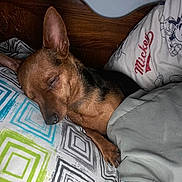 Dolly joined the competition — help win amazing prizes! dog, sleeping, bed, blanket, pillow, mickey_mouse, geometric_pattern, brown_dog, indoors, cozy, resting, pet, headboard, fur, snuggled, closeup, animal, canine, relaxed, home