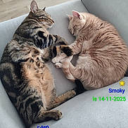 Eden a rejoint le concours — aidez-le/la à gagner de superbes lots ! cat, tabby_cat, ginger_cat, sleeping, couch, furniture, pet, animal, fur, paw, close_up, indoors, cozy, resting, cute, domestic_animal, companionship, relaxation, nap, soft_lighting
