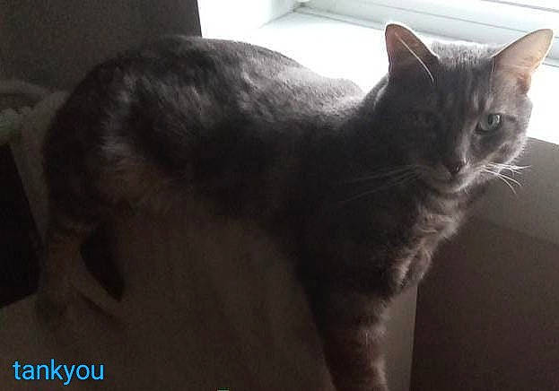 Tankyou a rejoint le concours — aidez-le/la à gagner de superbes lots ! carnivore, cat, domestic_short_haired_cat, ear, felidae, fur, small_to_medium_sized_cats, snout, tail, whiskers