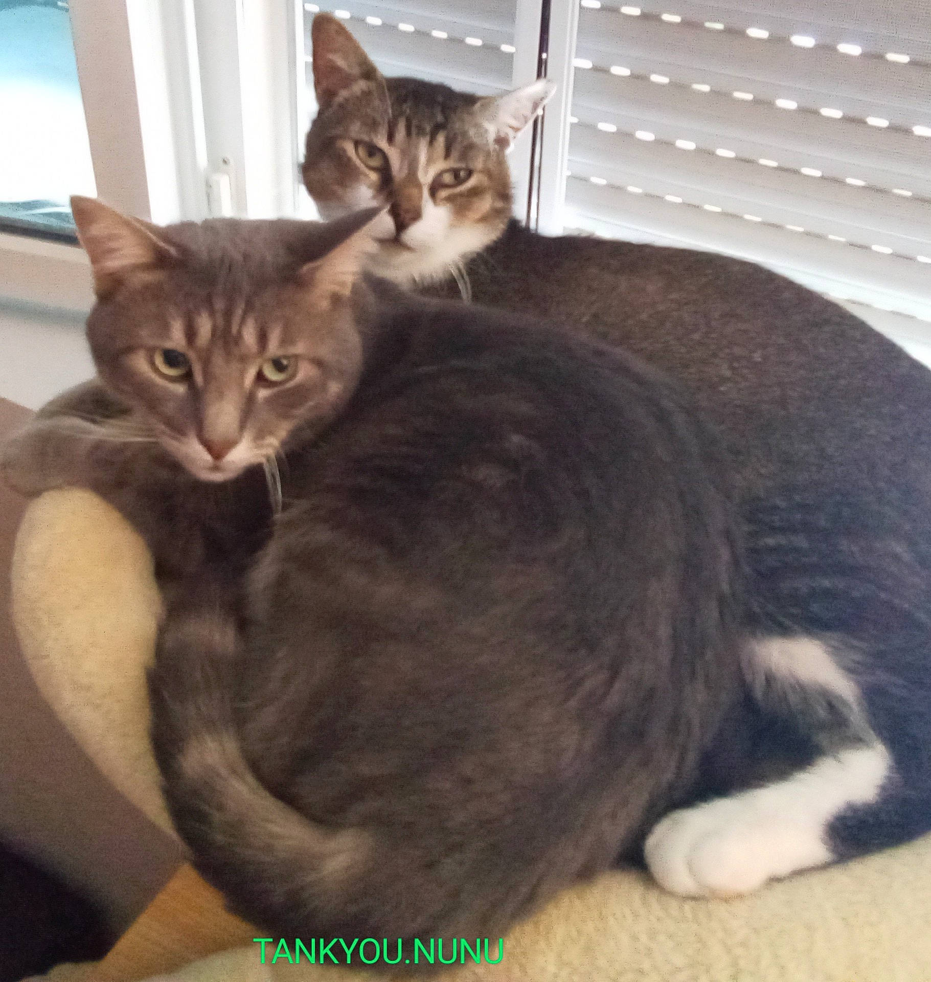 Tankyou a rejoint le concours — aidez-le/la à gagner de superbes lots ! carnivore, cat, cat_supply, comfort, domestic_short_haired_cat, ear, felidae, fur, metal, paw, small_to_medium_sized_cats, tail, whiskers, window
