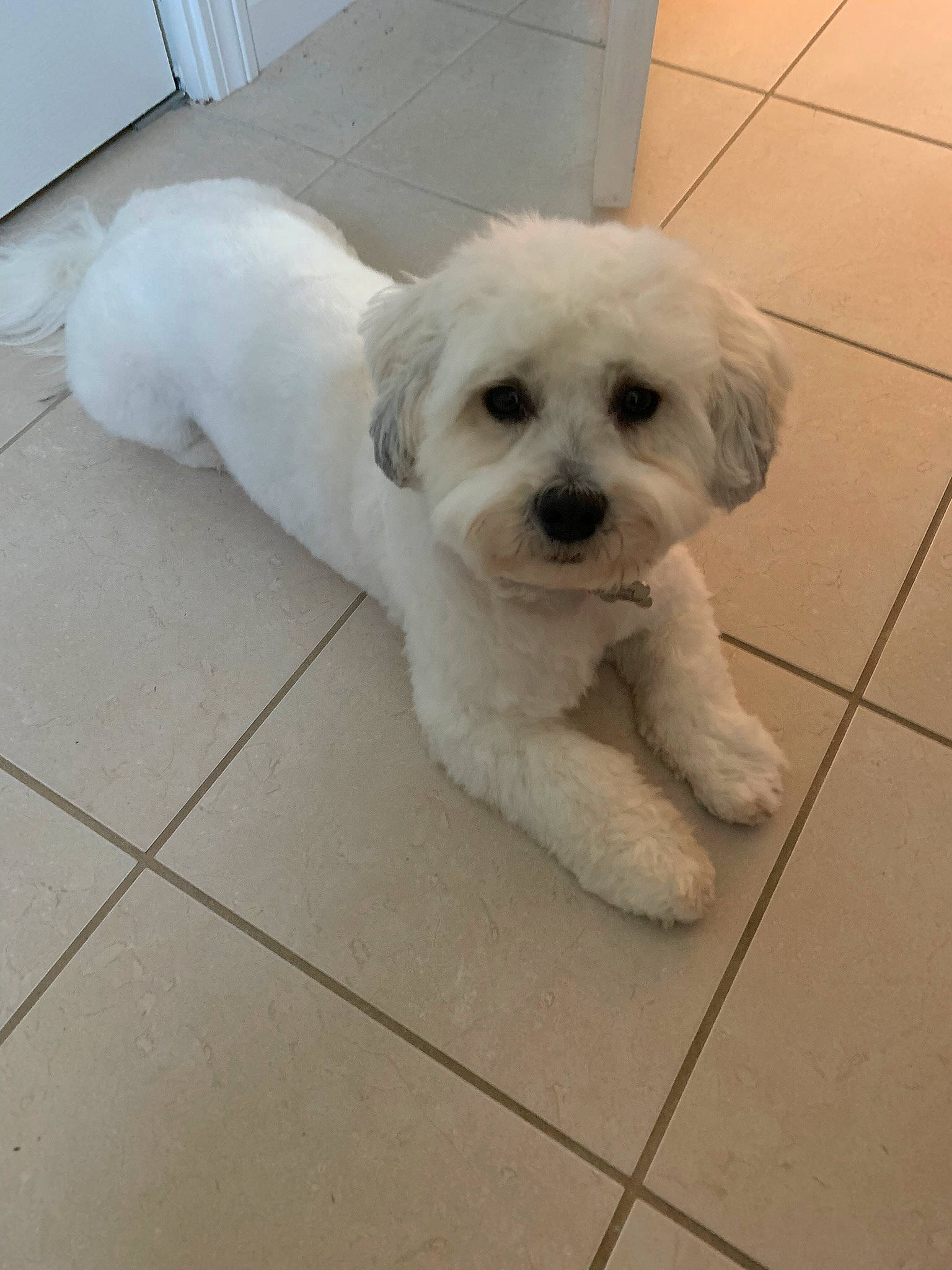 Sunny joined the competition — help win amazing prizes! canidae, carnivore, companion_dog, dog, dog_breed, flooring, labradoodle, maltepoo, non_sporting_group, poodle_crossbreed, shih_poo, small_terrier, snout, sporting_group, tile_flooring, toy_dog, working_animal