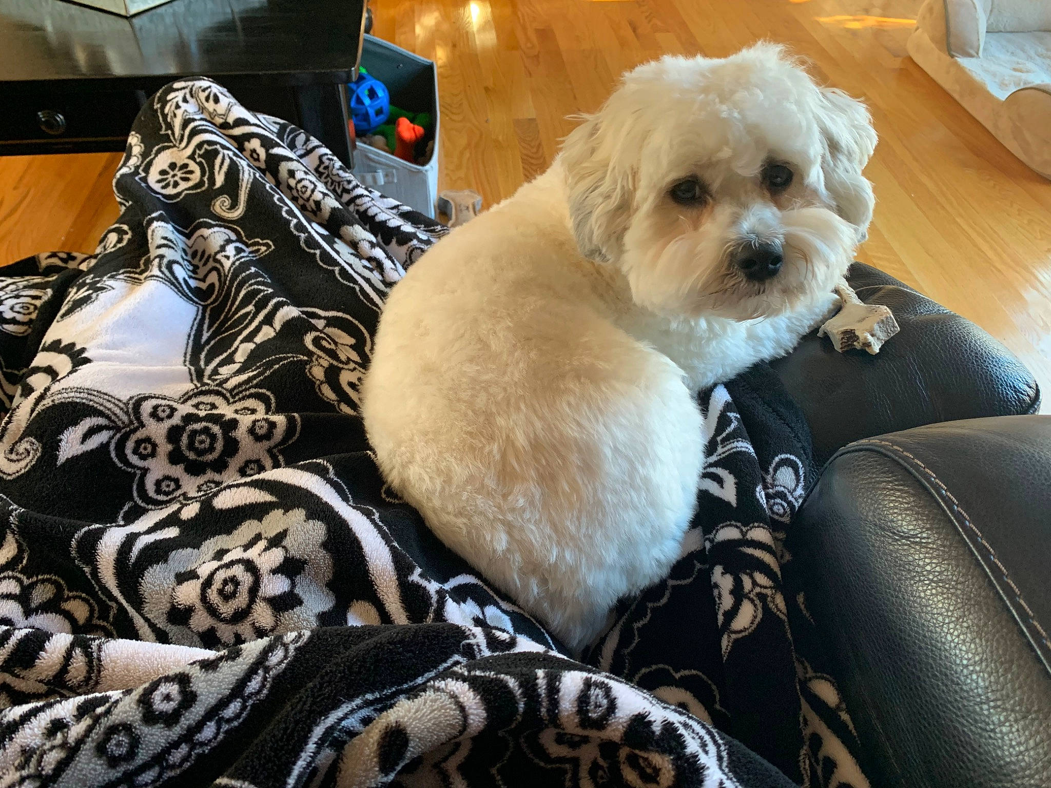 Sunny joined the competition — help win amazing prizes! canidae, carnivore, chair, comfort, companion_dog, couch, dog, dog_breed, dog_collar, dog_supply, fawn, fur, puppy_love, shih_poo, small_terrier, sporting_group, terrier, toy, toy_dog, working_animal