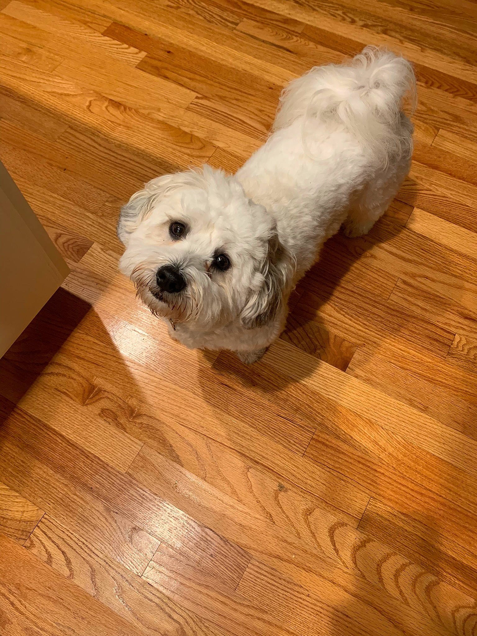 Sunny is registered to the contest to win money with this photo: canidae, carnivore, companion_dog, dog, dog_breed, dog_supply, flooring, fur, hardwood, laminate_flooring, maltepoo, pet_supply, plank, snout, sporting_group, toy_dog, varnish, wood, wood_flooring, wood_stain