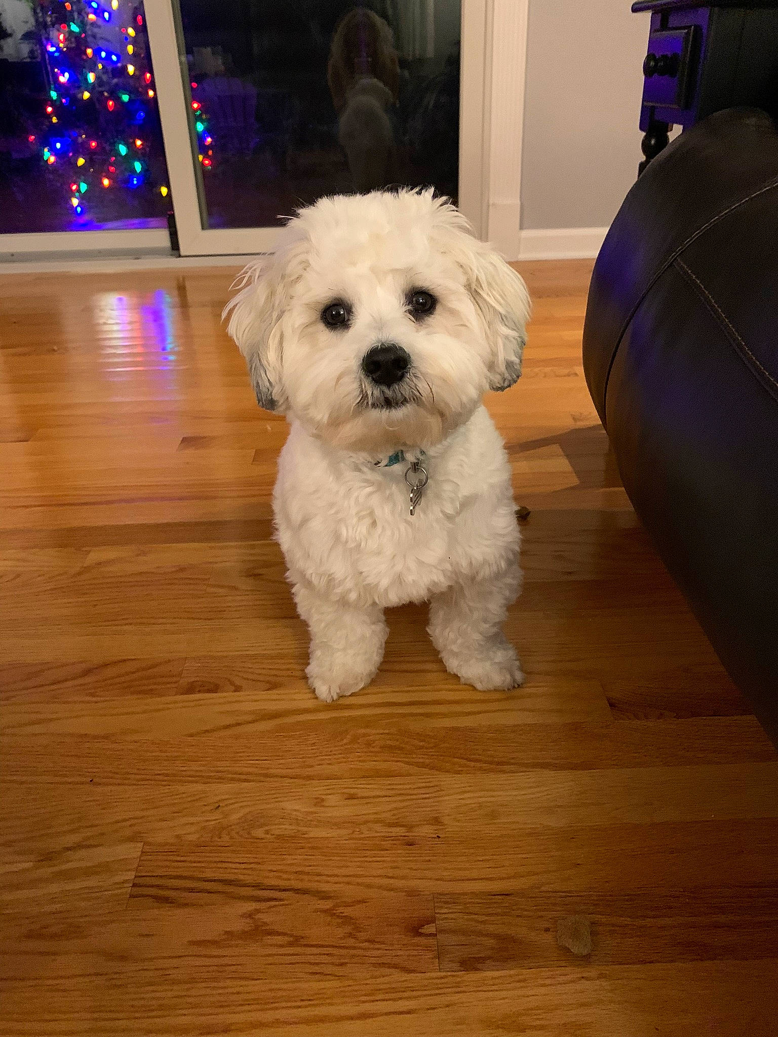 Sunny is registered to the contest to win money with this photo: canidae, carnivore, companion_dog, dog, dog_breed, flooring, fur, hardwood, labradoodle, laminate_flooring, maltepoo, small_terrier, snout, sporting_group, terrier, toy_dog, water_dog, wood, wood_flooring, working_animal