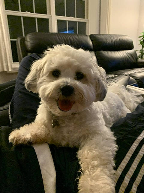 Sunny joined the competition — help win amazing prizes! canidae, carnivore, companion_dog, couch, dog, dog_breed, fur, houseplant, maltepoo, plant, poodle, small_terrier, snout, sporting_group, terrier, toy_dog, water_dog, window, window_blind, working_animal