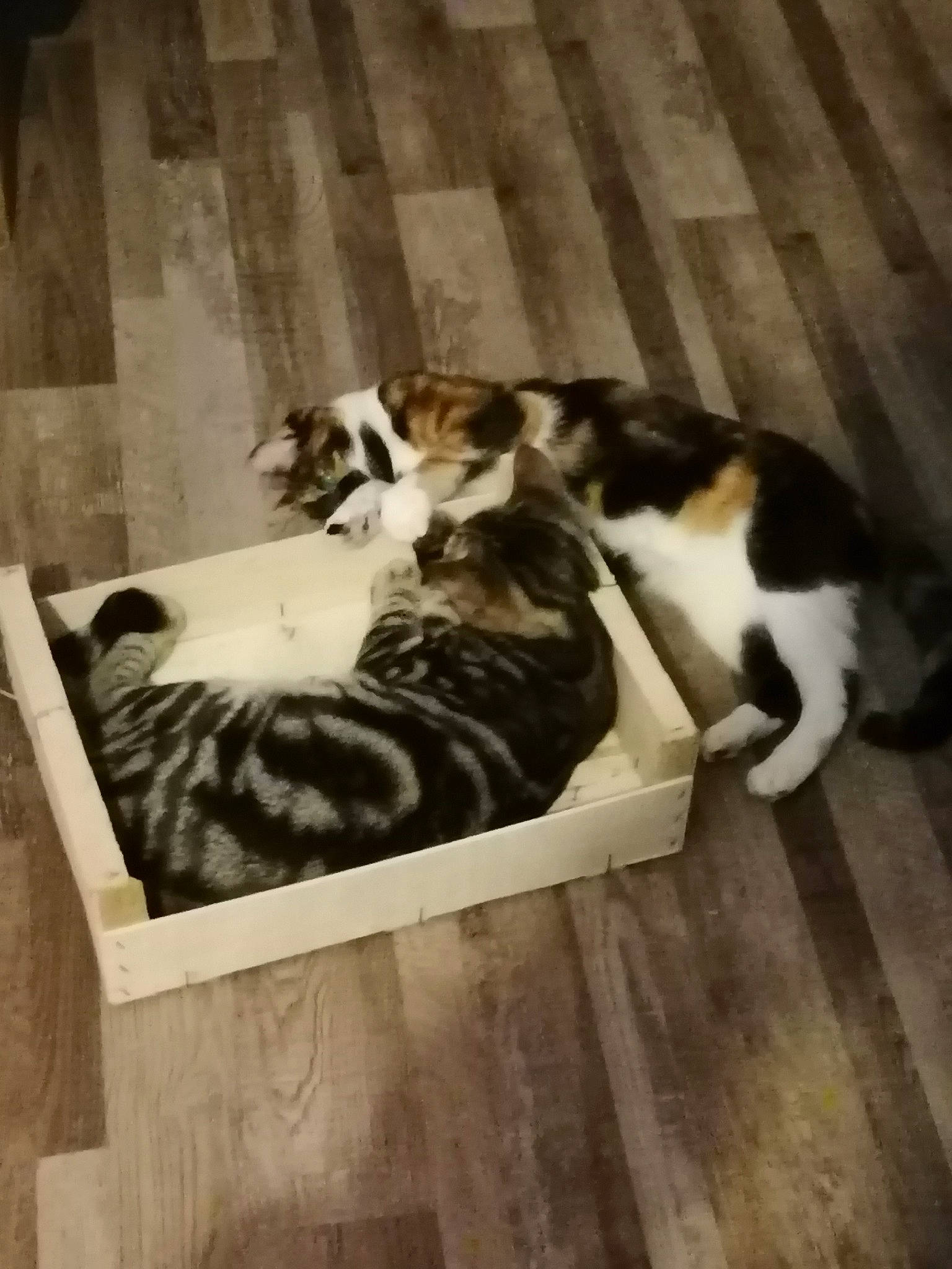 Chipie participe au concours pour gagner de l'argent avec cette photo : canidae, carnivore, cat, cat_supply, comfort, companion_dog, dog_breed, felidae, flooring, fur, hardwood, nap, room, small_to_medium_sized_cats, sporting_group, tail, terrestrial_animal, whiskers, wood