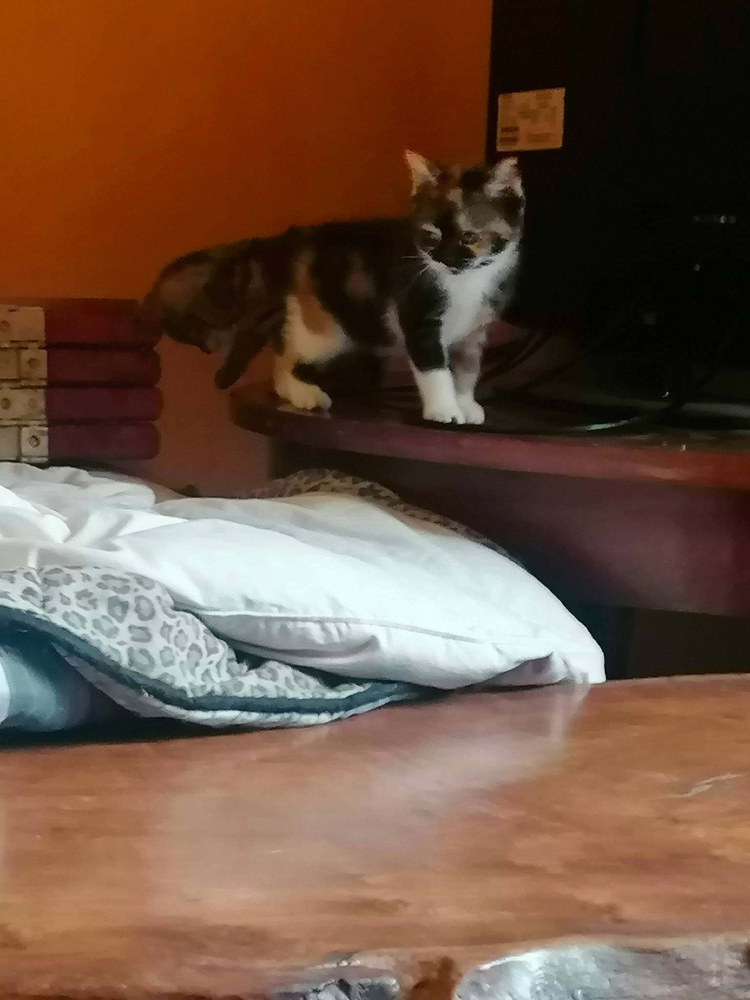 Chipie a rejoint le concours — aidez-le/la à gagner de superbes lots ! bed_sheet, brown, carnivore, cat, cat_supply, comfort, domestic_short_haired_cat, duvet, felidae, floor, flooring, fur, hardwood, linens, room, small_to_medium_sized_cats, table, tail, whiskers, wood