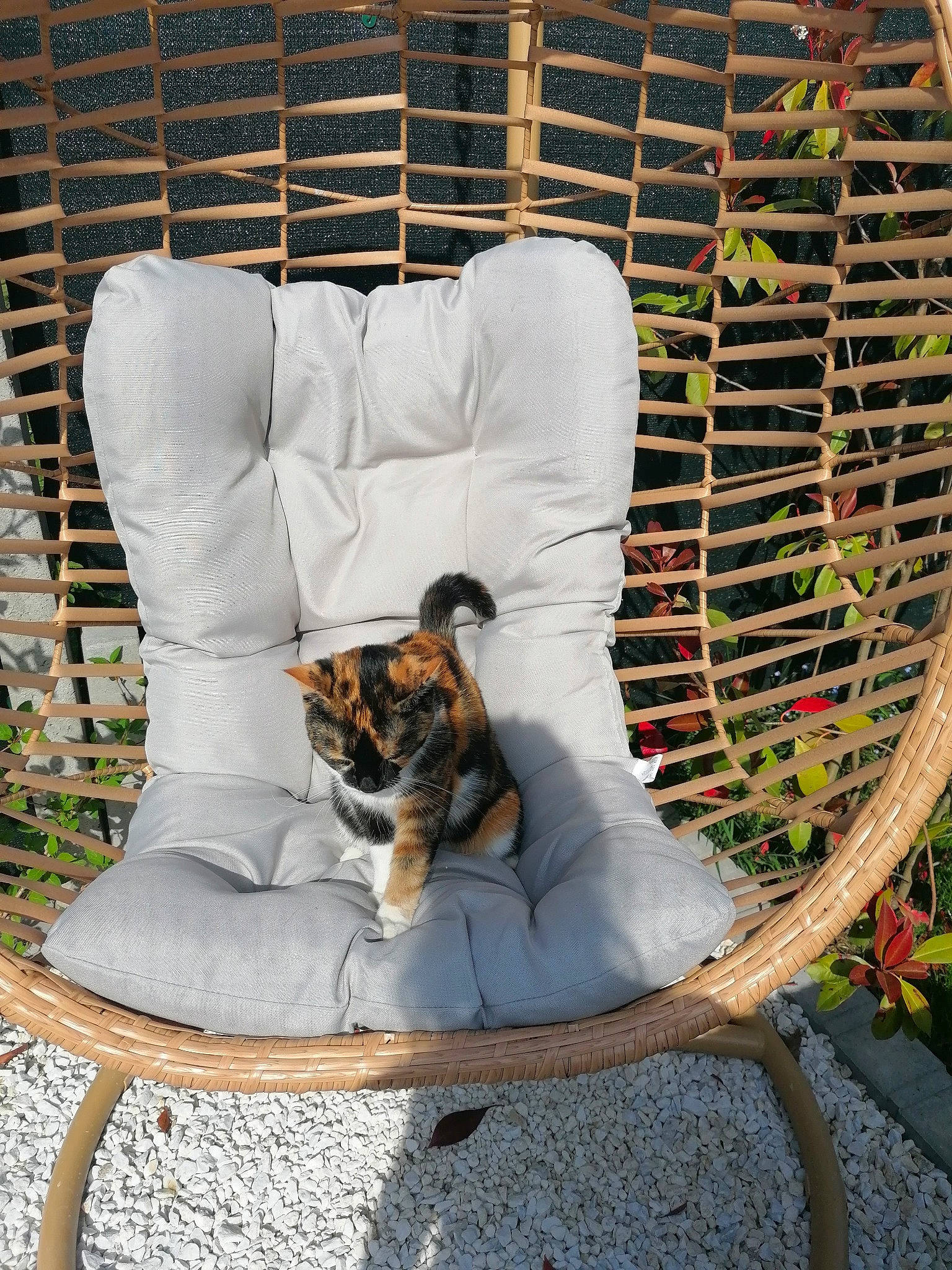 Chipie a rejoint le concours — aidez-le/la à gagner de superbes lots ! carnivore, cat, chair, comfort, companion_dog, fawn, felidae, fur, grass, leisure, mammal, mesh, outdoor_furniture, pattern, pet_supply, plant, small_to_medium_sized_cats, tail, whiskers, wood
