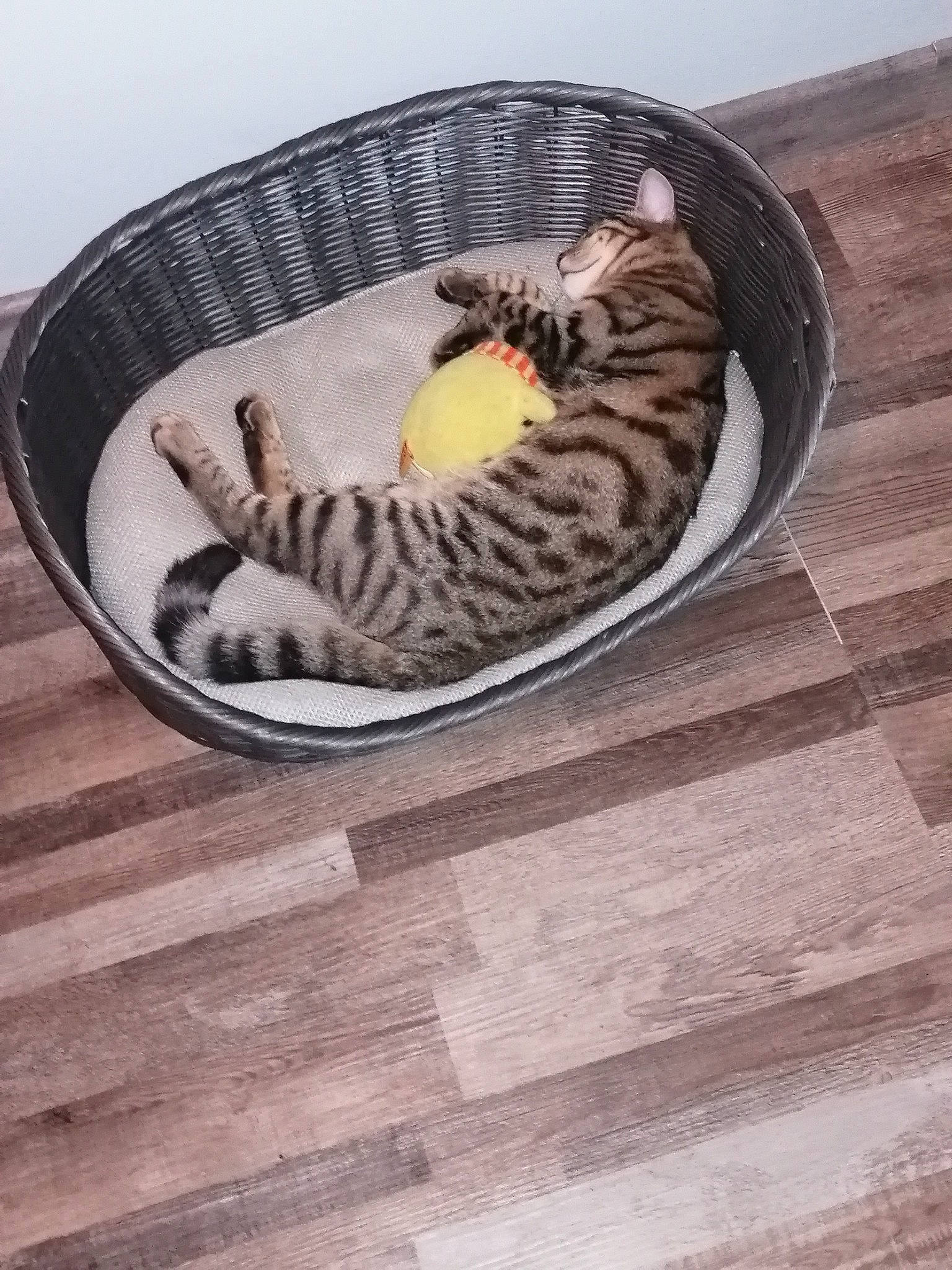 Titi a rejoint le concours — aidez-le/la à gagner de superbes lots ! automotive_tire, carnivore, cat, cat_bed, cat_supply, comfort, domestic_short_haired_cat, felidae, flooring, fur, grey, hardwood, pattern, small_to_medium_sized_cats, snout, tail, terrestrial_animal, whiskers, wood, wood_flooring