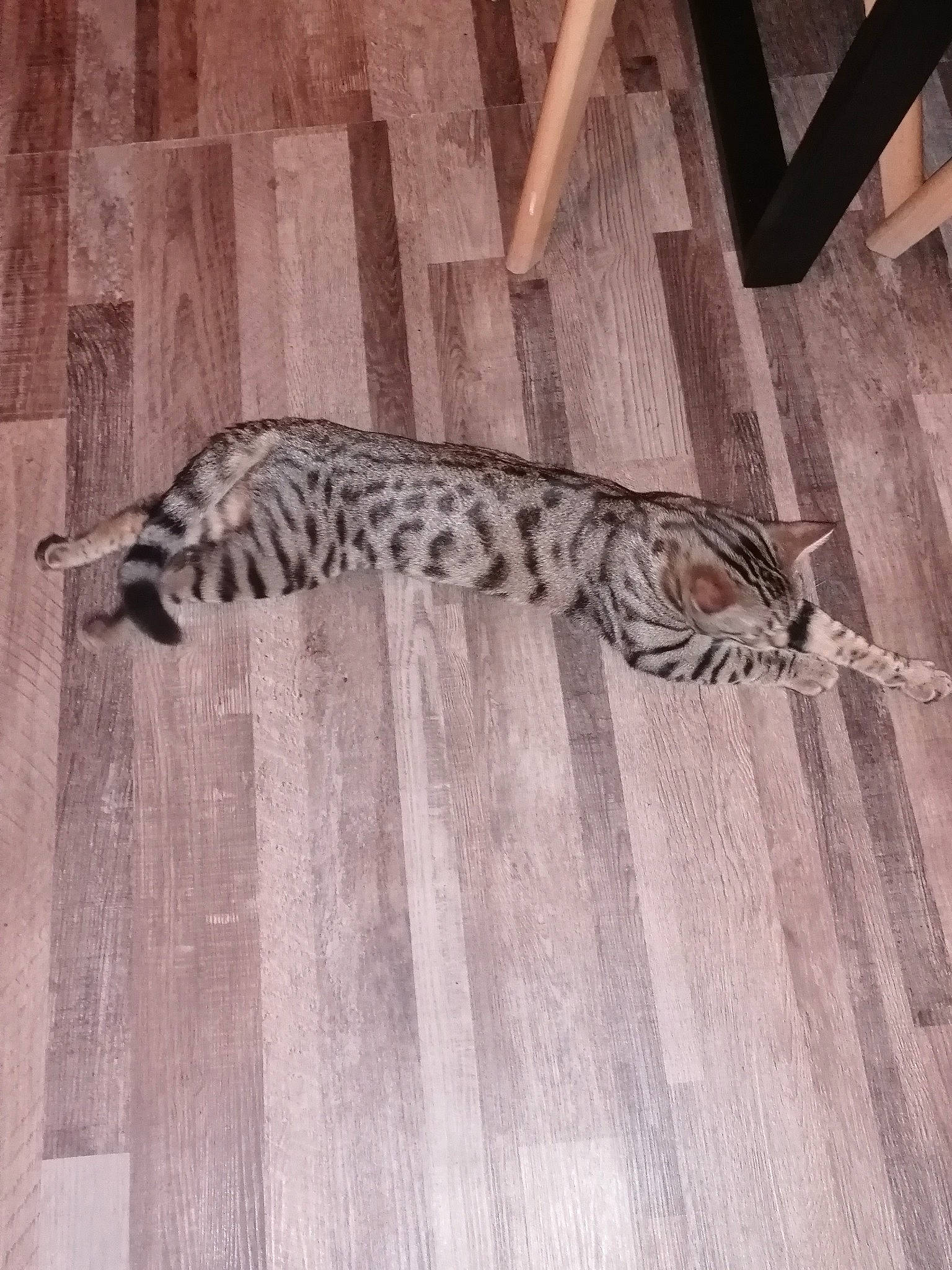 Titi a rejoint le concours — aidez-le/la à gagner de superbes lots ! carnivore, cat, domestic_short_haired_cat, eye, felidae, floor, flooring, fur, grey, hardwood, laminate_flooring, pattern, small_to_medium_sized_cats, snout, tail, terrestrial_animal, whiskers, wildlife, wood, wood_flooring