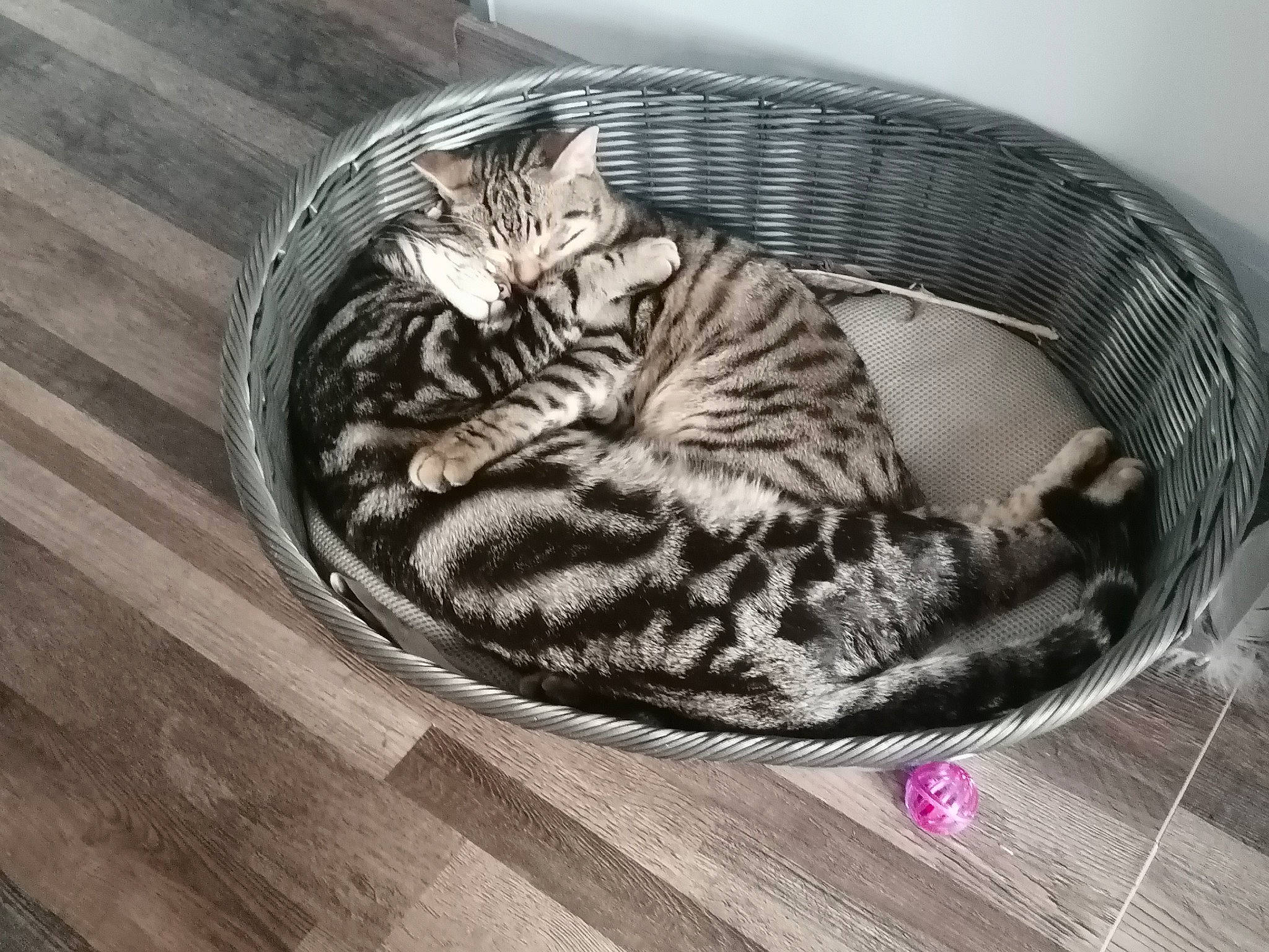 Titi participe au concours pour gagner de l'argent avec cette photo : basket, carnivore, cat, cat_bed, cat_supply, comfort, domestic_short_haired_cat, felidae, fur, grey, hardwood, nap, pattern, pet_supply, small_to_medium_sized_cats, tail, terrestrial_animal, varnish, whiskers, wood