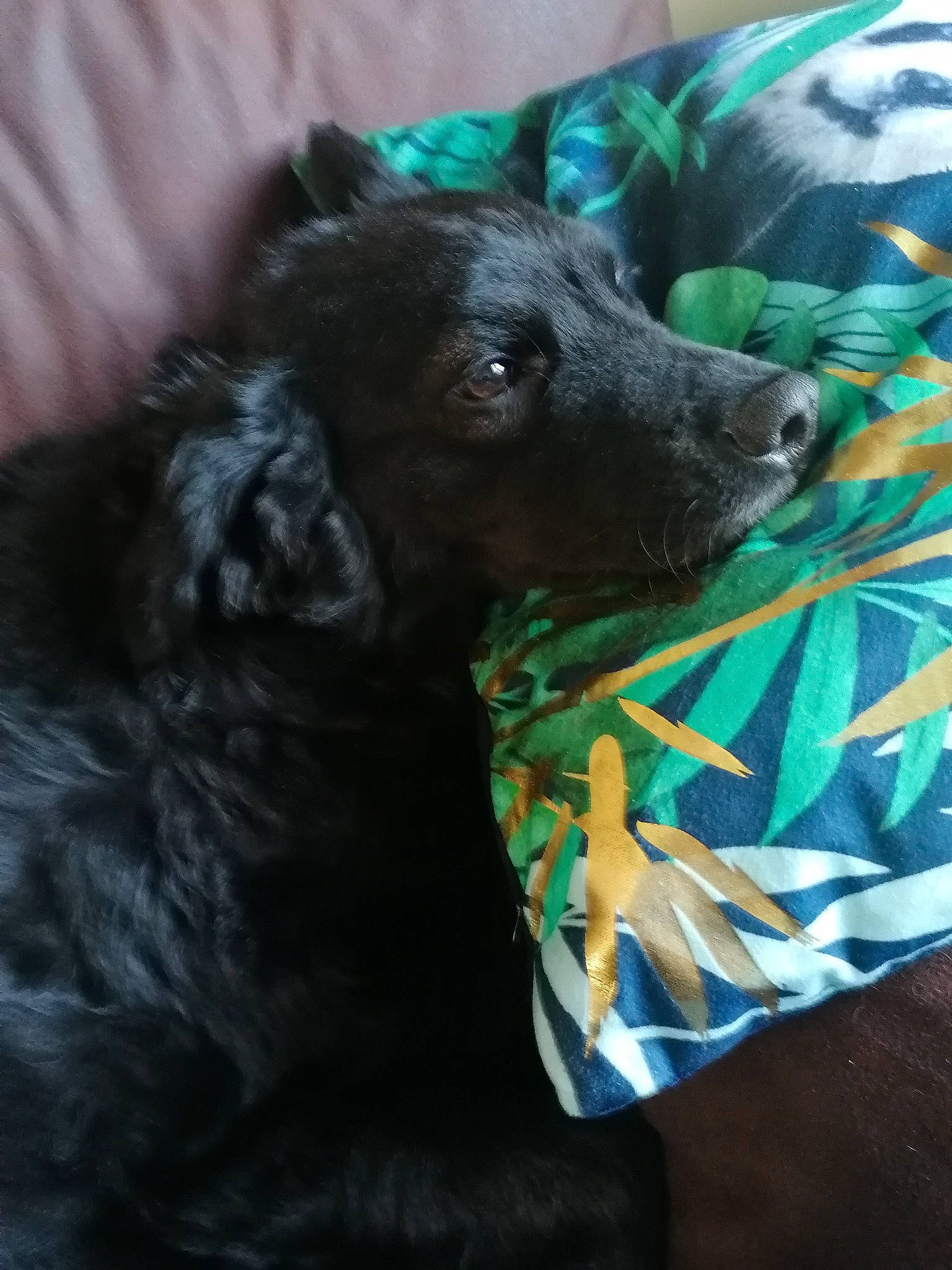 Papaye a rejoint le concours — aidez-le/la à gagner de superbes lots ! canidae, carnivore, companion_dog, dog, dog_breed, dog_collar, dog_supply, fur, linens, liver, pattern, pet_supply, sleeve, snout, sporting_group, terrestrial_animal, toy_dog, water_dog, whiskers, working_animal