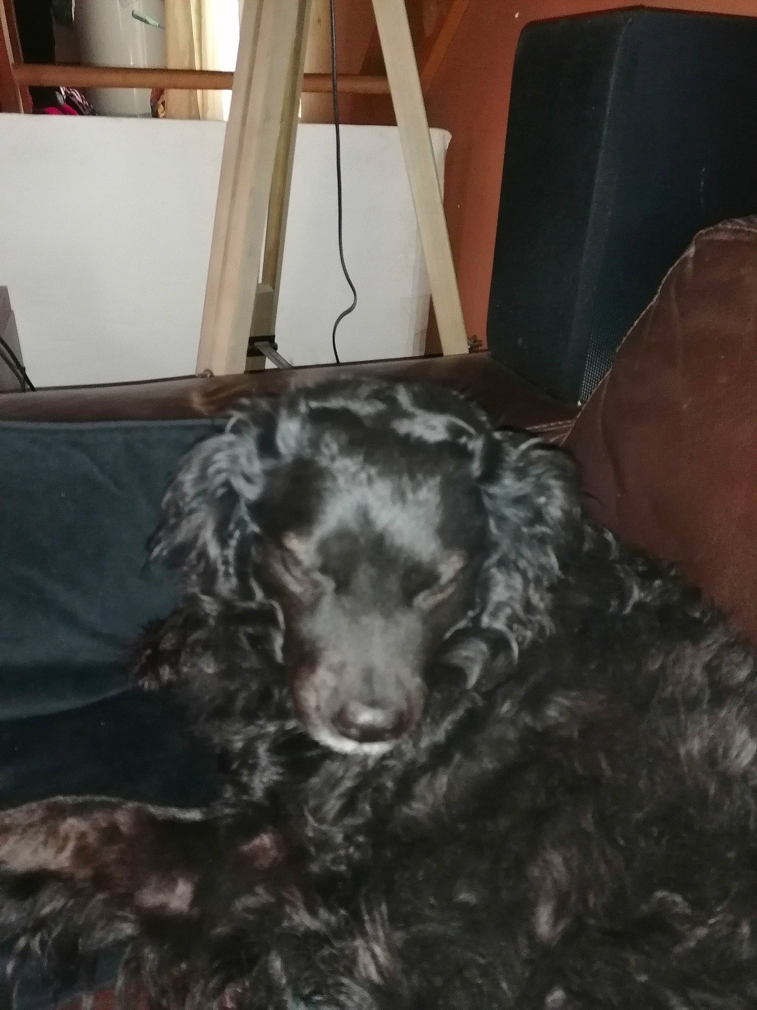 Papaye a rejoint le concours — aidez-le/la à gagner de superbes lots ! canidae, carnivore, claw, companion_dog, dog, dog_breed, fur, hardwood, liver, murray_river_curly_coated_retriever, non_sporting_group, room, snout, spaniel, sporting_group, terrestrial_animal, water_dog, whiskers, wood, working_animal