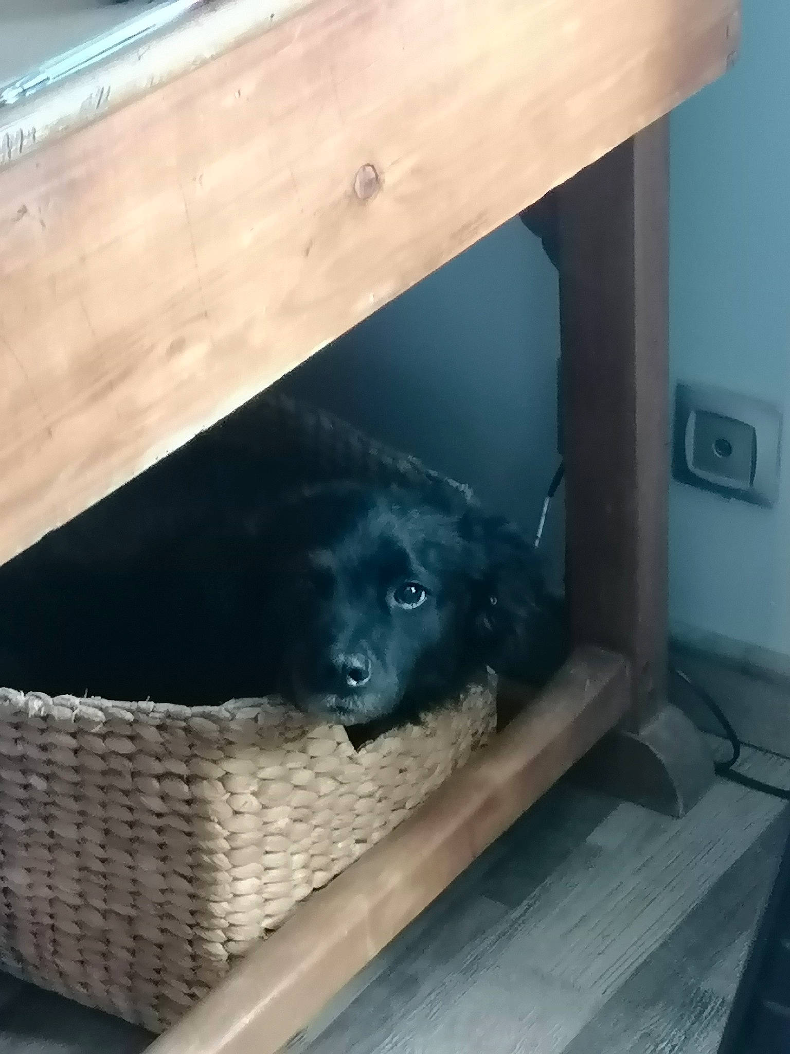 Papaye participe au concours pour gagner de l'argent avec cette photo : borador, canidae, carnivore, comfort, companion_dog, dog, dog_breed, door_mat, flooring, fur, hardwood, plank, plywood, room, snout, sporting_group, terrestrial_animal, wood, wood_stain, working_animal