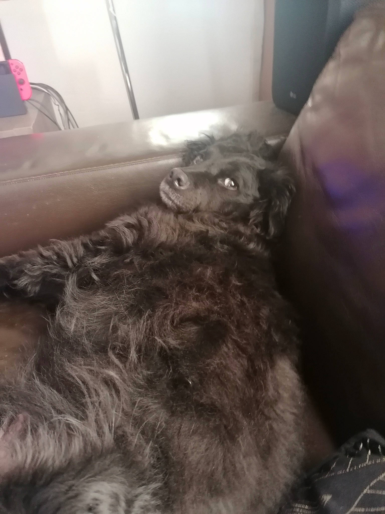 Papaye a rejoint le concours — aidez-le/la à gagner de superbes lots ! black_cat, canidae, carnivore, cat, claw, comfort, companion_dog, dog_breed, domestic_short_haired_cat, felidae, fur, grey, human_leg, liver, paw, small_to_medium_sized_cats, sporting_group, tail, terrestrial_animal, whiskers