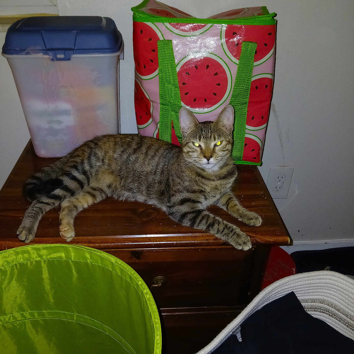 Striper is registered to the contest to win money with this photo: cat, domestic_cat, electrical_outlet, fabric, feline, flash_reflection, glowing_eyes, household_items, indoor, pet, plastic_container, relaxing, resting, storage_basket, striped_fur, tabby_cat, table, watermelon_bag, window, wooden_table