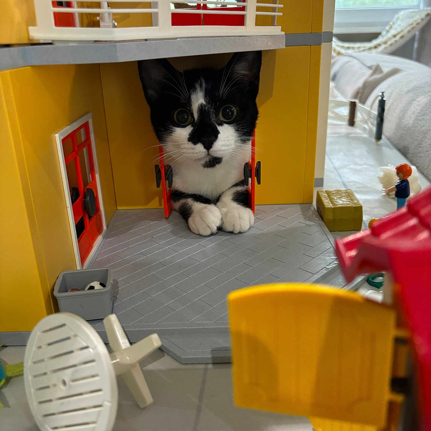 Surprise a rejoint le concours — aidez-le/la à gagner de superbes lots ! animal, architecture, bed, building, cat, couch, furniture, handrail, hardwood, house, housing, indoors, livingroom, person, pet, plywood, room, shelf, staircase, wood