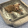 puppy, dog_bed, pet, animal, brown_dog, floor, shelf, pet_supplies, curious, indoor, cozy, soft_texture, blanket, looking_at_camera, small_dog, fur, ears, paws, cute, resting