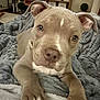 Kilo is registered to the contest to win money with this photo: puppy, dog, pet, indoor, blanket, cute, closeup, fur, ears, nose, paw, resting, cozy, domestic_animal, young, animal, mammal, face, expression, soft