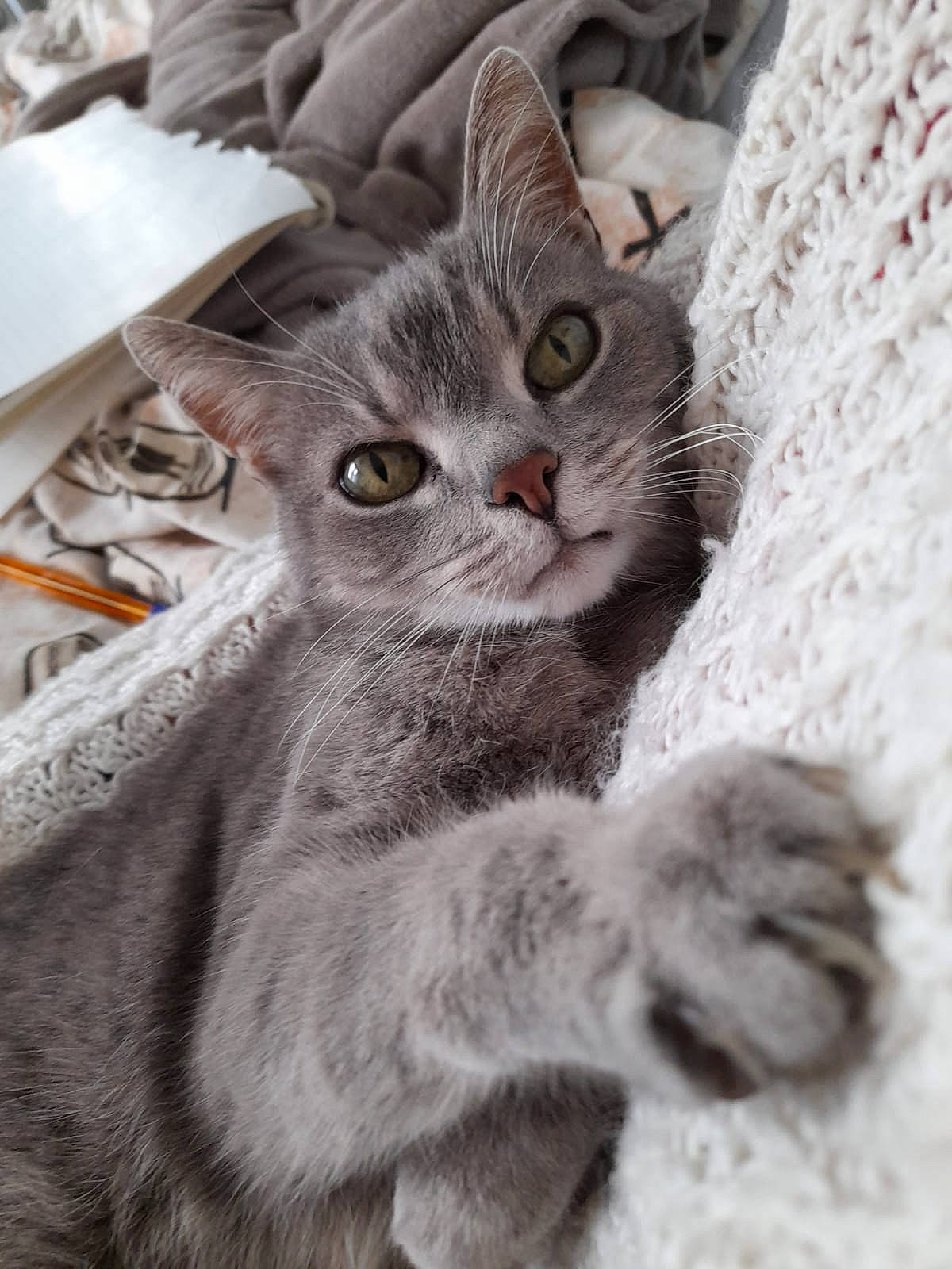 Tanis participe au concours pour gagner de l'argent avec cette photo : carnivore, cat, claw, close_up, domestic_short_haired_cat, felidae, fur, grey, paw, photo_caption, small_to_medium_sized_cats, snout, tail, terrestrial_animal, whiskers, window