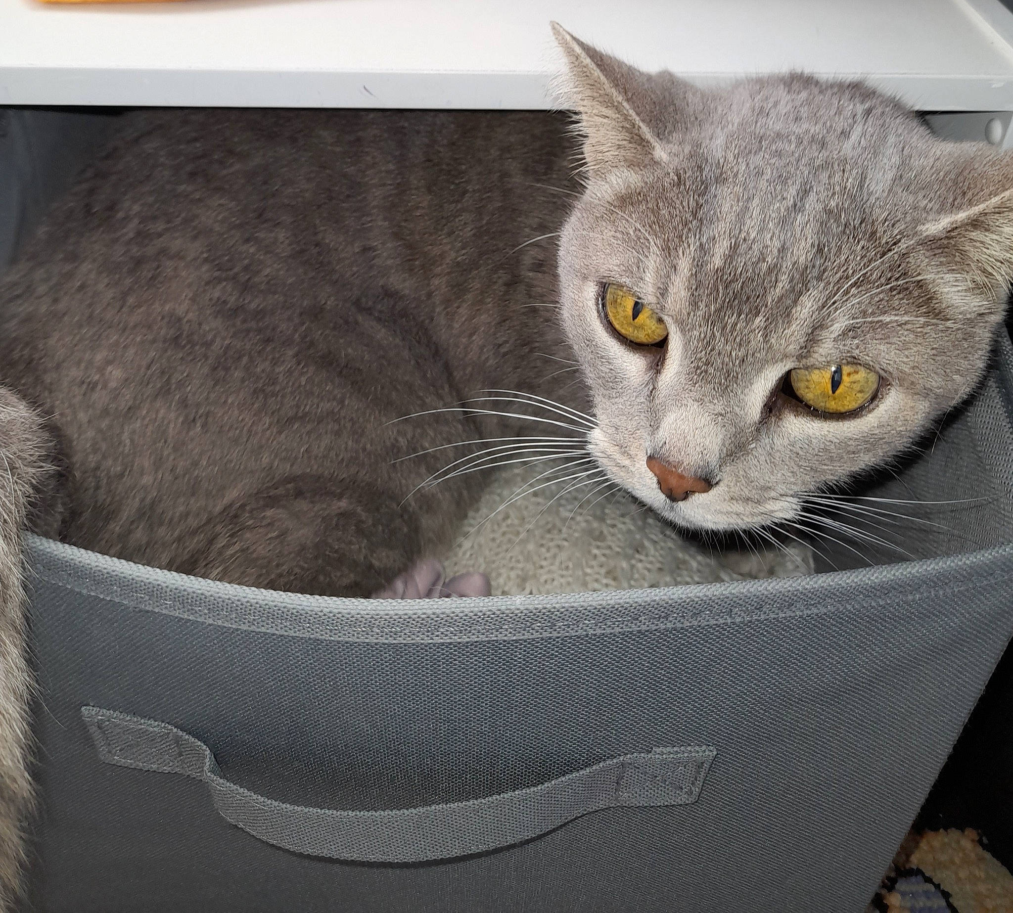 Tanis participe au concours pour gagner de l'argent avec cette photo : box, carnivore, cat, cat_supply, comfort, domestic_short_haired_cat, felidae, fur, grey, pet_supply, sitting, small_to_medium_sized_cats, snout, whiskers, window