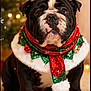 bulldog, dog, santa_hat, christmas_scarf, holiday, festive, pet, indoors, carpet, christmas_tree, decorations, lights, cute, portrait, animal, black_and_white, seated, christmas, winter, seasonal