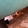 cat, orange_tabby, peek, under_furniture, teal_fabric, carpet, curious, shadow, indoor, pet, animal, fur, playful, hiding, closeup, texture, floor, home, cozy, eyes