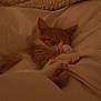 Mango is registered to the contest to win money with this photo: cat, sleeping, bed, blanket, orange_cat, white_cat, cozy, indoor, pet, feline, paw, resting, cute, fur, domestic_cat, animal, soft, relaxing, comfort, nap