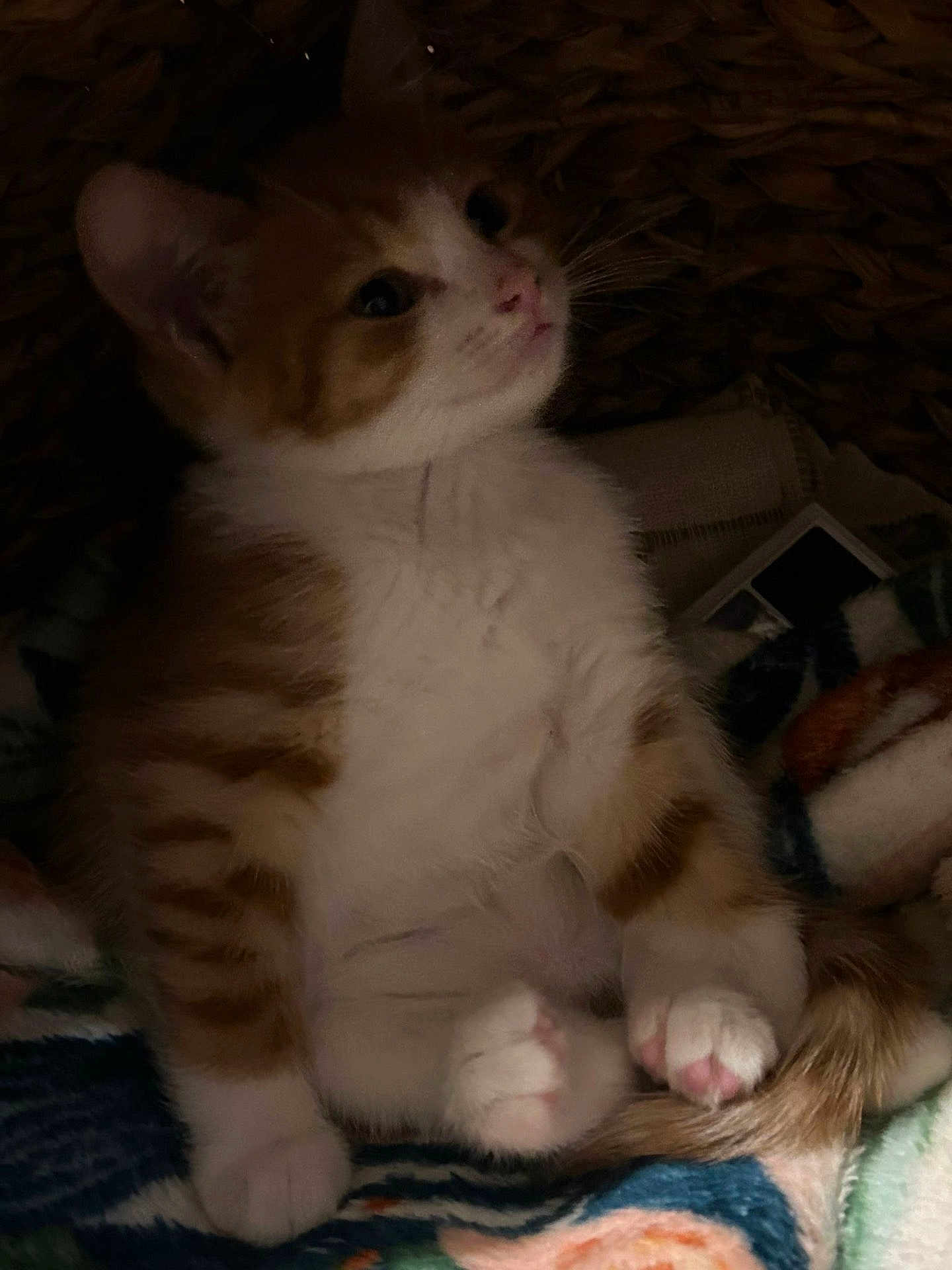 Mango