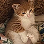 Mango joined the competition — help win amazing prizes! kitten, cat, orange_cat, white_cat, feline, pet, cute, basket, blanket, cozy, fur, whiskers, paws, animal, domestic_animal, young, resting, indoor, soft_texture, curious
