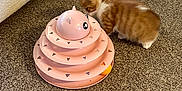 Mango is registered to the contest to win money with this photo: kitten, cat, pet, toy, carpet, indoor, curious, orange_fur, white_fur, striped, fluffy, small, playing, couch, floor, multi_tier, ball, pet_toy, home, animal