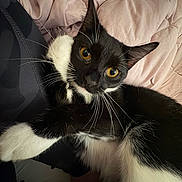 Mittens joined the competition — help win amazing prizes! animal, bed, black_and_white, blanket, cat, close_up, curious, cute, domestic_cat, feline, fur, indoor, paw, pet, relaxed, resting, soft_texture, tuxedo_cat, whiskers, yellow_eyes