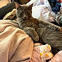 animal, bedroom, blanket, cat, closeup, clothes, comfort, cozy, curious, cute, fabric, feline, fur, gray_cat, indoor, pet, pile, relaxed, resting, soft