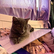 Winston is registered to the contest to win money with this photo: animal, bed, blanket, cat, cozy, curtain, feline, folder, furniture, gray_cat, home, indoor, pet, pillow, purple_curtain, relaxed, resting, sleepy, soft, window