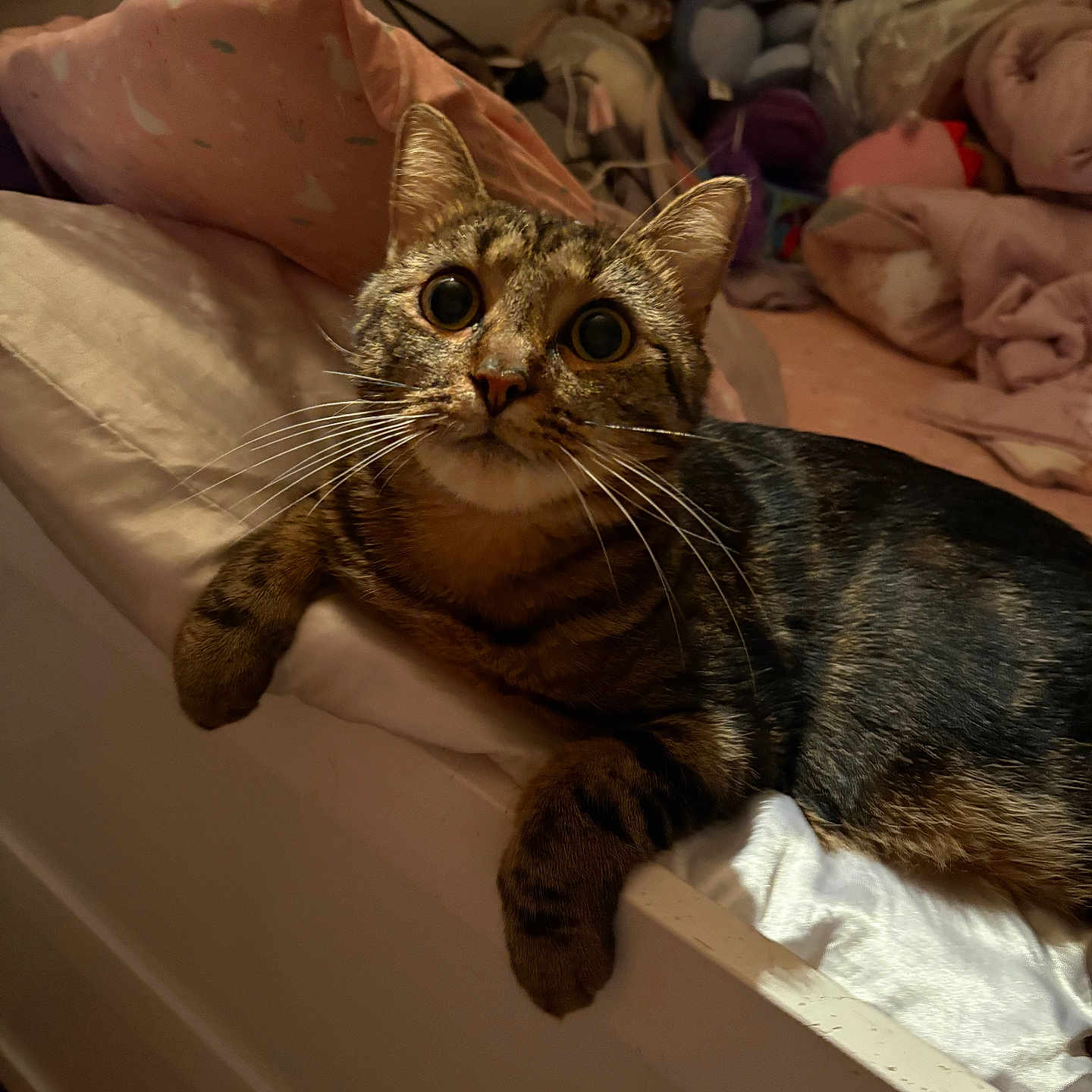 Nala joined the competition — help win amazing prizes! animal, bed, blanket, cat, clutter, cozy, curious, cute, domestic, feline, fur, indoor, looking_up, paw, pet, resting, sleeping_area, soft, tabby, whiskers