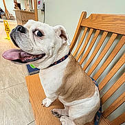 Bella is registered to the contest to win money with this photo: animal, bench, bulldog, caution_sign, closeup, collar, companion, cute, dog, domestic_animal, fur, happy, indoor, leash, pet, sitting, tile_floor, tongue_out, waiting_room, wooden_bench