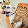 animal, bench, bulldog, caution_sign, closeup, collar, companion, cute, dog, domestic_animal, fur, happy, indoor, leash, pet, sitting, tile_floor, tongue_out, waiting_room, wooden_bench