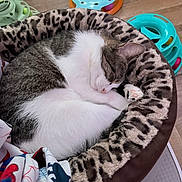 Tabitha joined the competition — help win amazing prizes! animal, blanket, cat, colorful, cozy, cute, floor, fur, gray, indoor, leopard_print, pattern, paw, pet_bed, relaxing, resting, sleeping, striped, toy, white