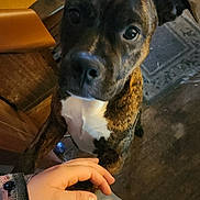 Scout joined the competition — help win amazing prizes! animal, brindle, brown, chair, closeup, curious, dog, floor, friendly, hand, human, indoor, interaction, looking, paw, person, pet, rug, white, wood