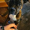 animal, brindle, brown, chair, closeup, curious, dog, floor, friendly, hand, human, indoor, interaction, looking, paw, person, pet, rug, white, wood