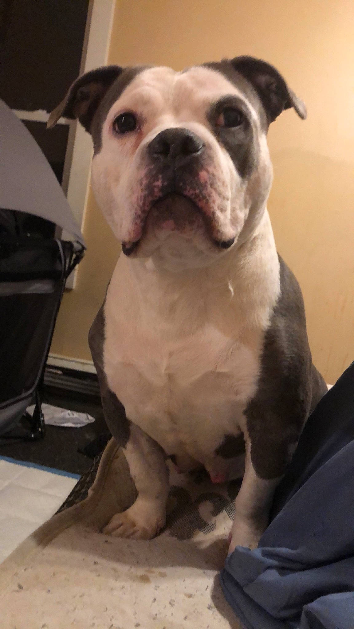 Miracle is registered to the contest to win money with this photo: bulldog, canidae, carnivore, chair, comfort, companion_dog, dog, dog_breed, fawn, french_bulldog, fur, molosser, non_sporting_group, snout, sporting_group, toy_dog, whiskers, working_animal, working_dog, wrinkle