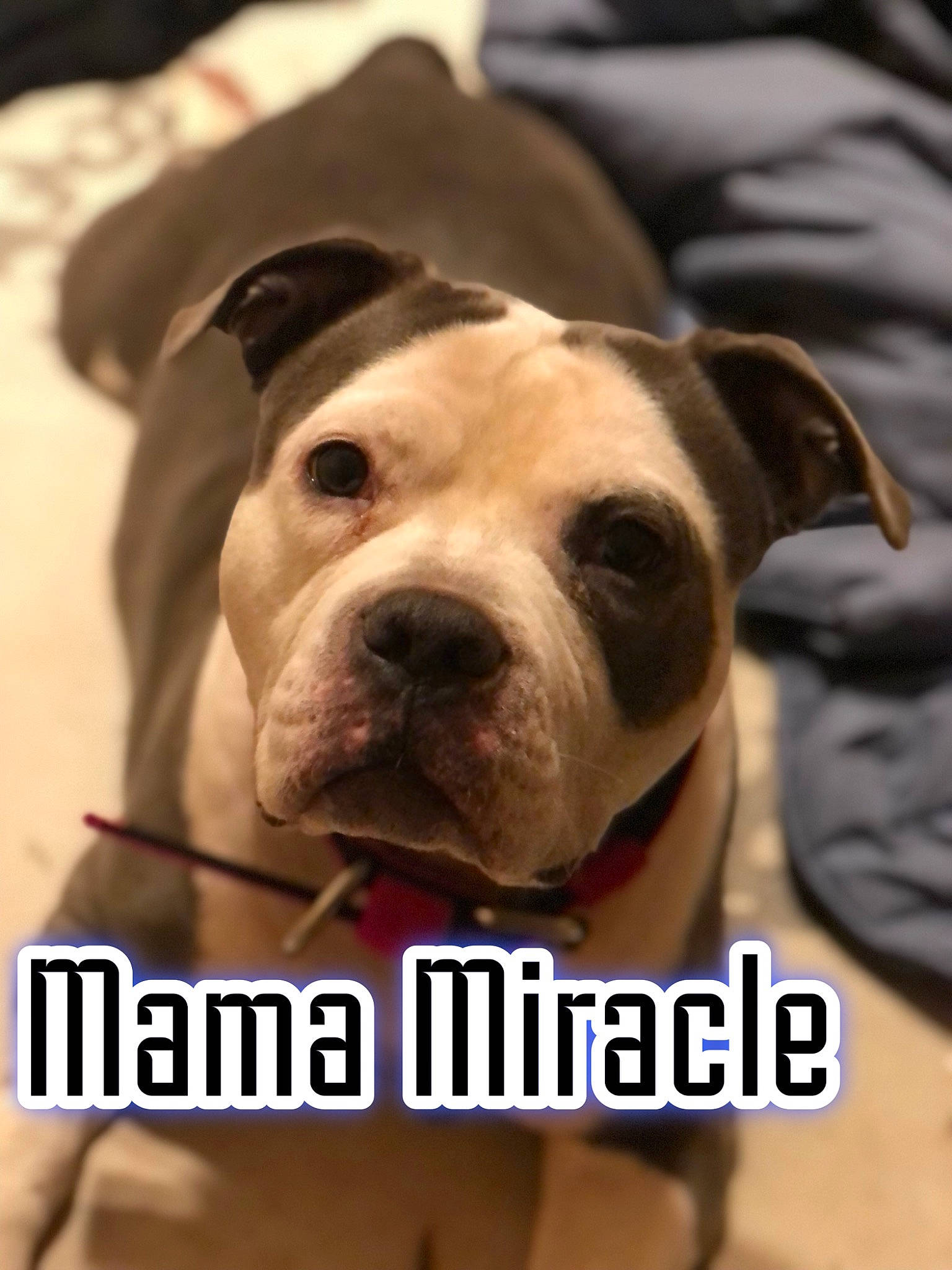 Miracle joined the competition — help win amazing prizes! ancient_dog_breeds, bulldog, canidae, carnivore, collar, companion_dog, dog, dog_breed, dog_collar, fawn, molosser, non_sporting_group, photo_caption, puppy, snout, sporting_group, whiskers, working_animal, working_dog, wrinkle